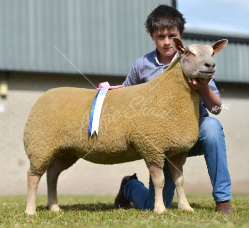Mark Breen with Champion female purchased for 1600 gns from William McAllister